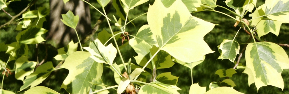 Liriodendron banner02